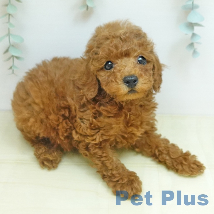 神奈川県のトイプードル(トイ) (ペットプラス 天王町店/2025年10月23日生まれ/男の子/レッド)の子犬の2枚目の画像