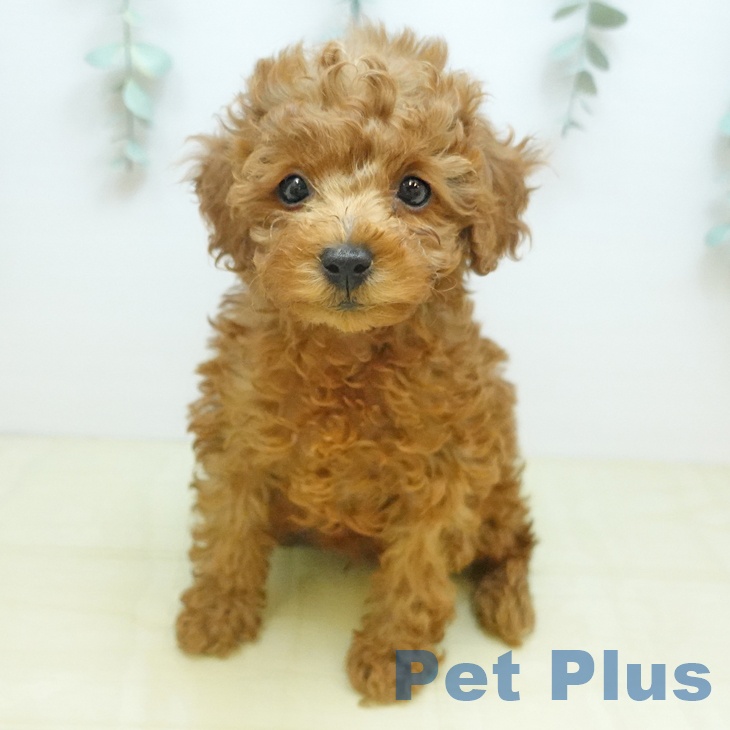 東京都のトイプードル(トイ) (ペットプラス むさし村山店/2025年10月23日生まれ/男の子/レッド)の子犬の1枚目の画像