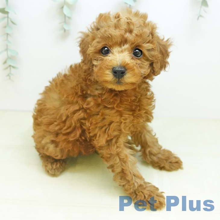 東京都のトイプードル(トイ) (ペットプラス むさし村山店/2025年10月23日生まれ/男の子/レッド)の子犬の2枚目の画像