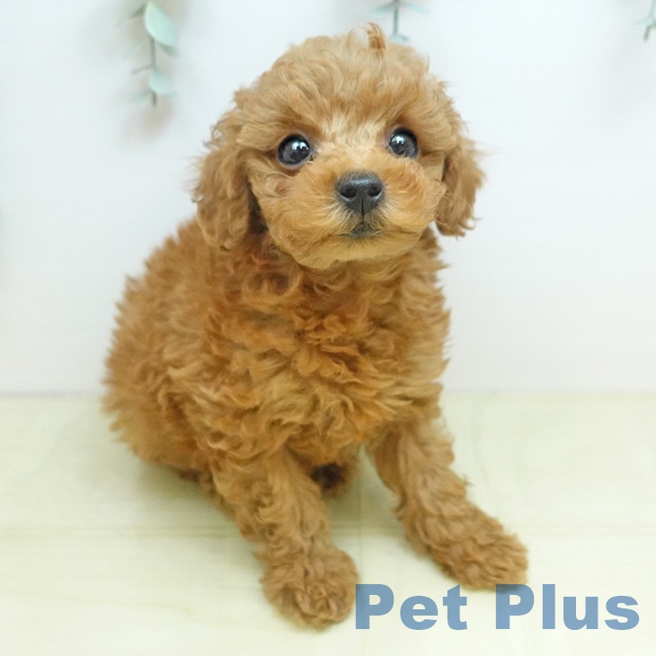 埼玉県のトイプードル(トイ) (ペットプラス 羽生店/2025年10月23日生まれ/女の子/レッド)の子犬の1枚目の画像