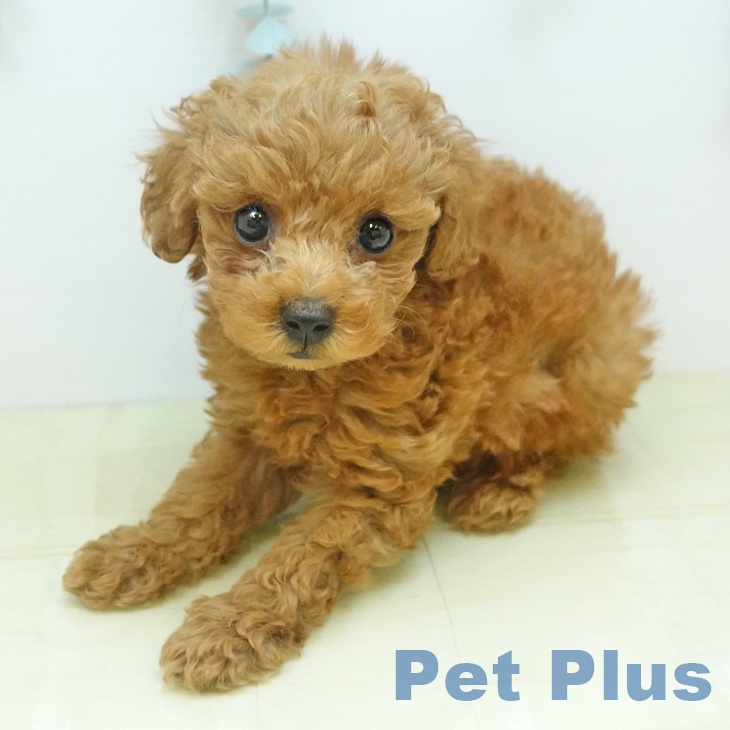 埼玉県のトイプードル(トイ) (ペットプラス 羽生店/2025年10月23日生まれ/女の子/レッド)の子犬の2枚目の画像