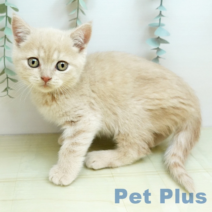 香川県のブリティッシュショートヘアー (ペットプラス 綾川店/2025年10月24日生まれ/男の子/クリーム)の子猫の1枚目の画像