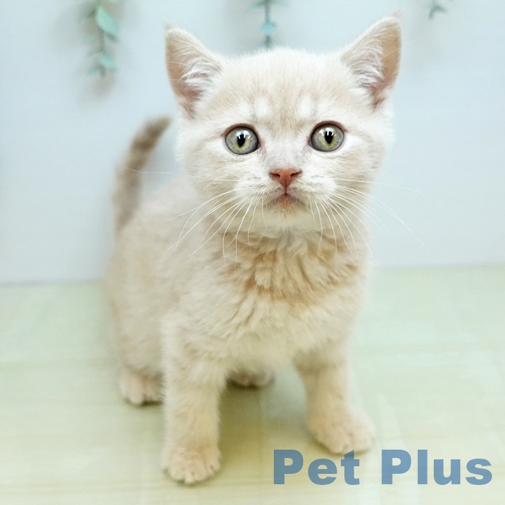 香川県のブリティッシュショートヘアー (ペットプラス 綾川店/2025年10月24日生まれ/男の子/クリーム)の子猫の2枚目の画像