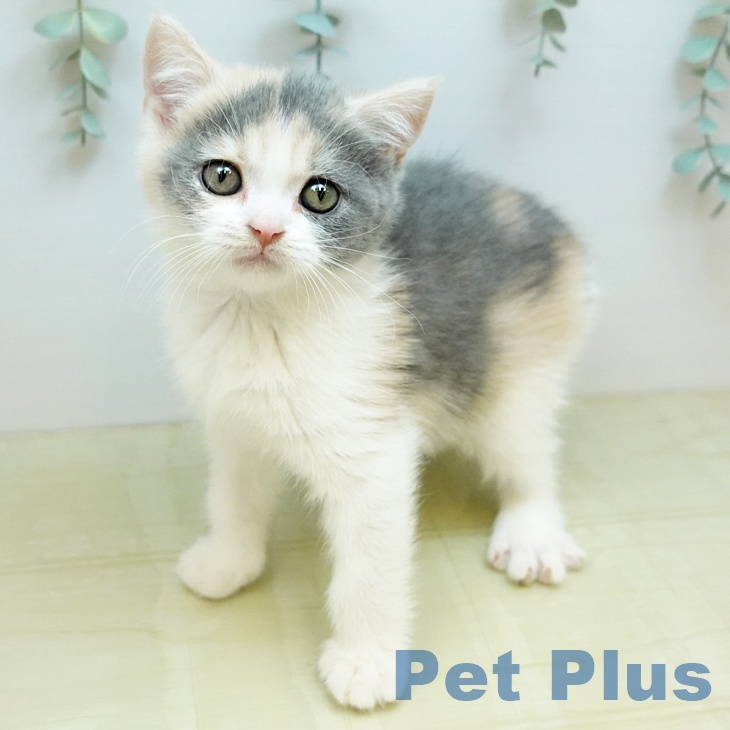 香川県のブリティッシュショートヘアー (ペットプラス 高松店/2025年10月24日生まれ/女の子/ダイリュートキャリコ)の子猫の1枚目の画像