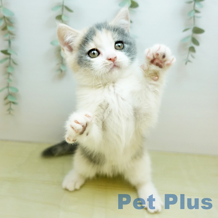 香川県のブリティッシュショートヘアー (ペットプラス 高松店/2025年10月24日生まれ/女の子/ダイリュートキャリコ)の子猫の2枚目の画像
