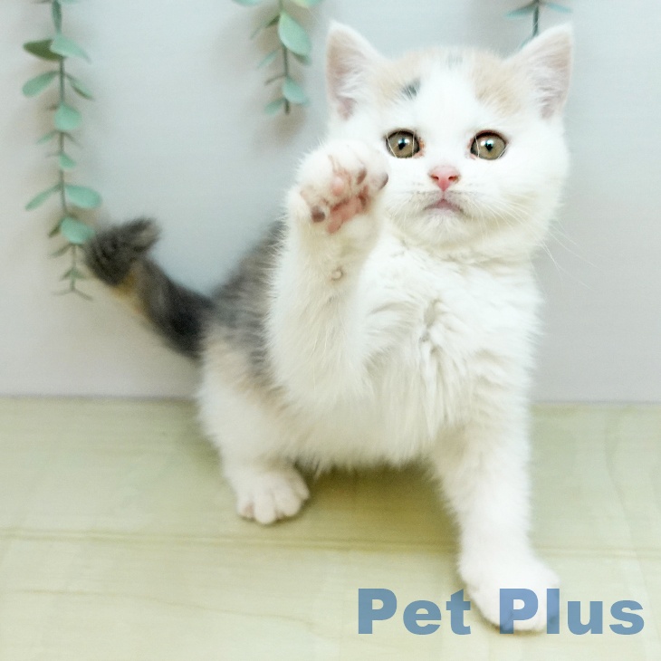 香川県のブリティッシュショートヘアー (ペットプラス 綾川店/2025年10月24日生まれ/女の子/ダイリュートキャリコ)の子猫の1枚目の画像