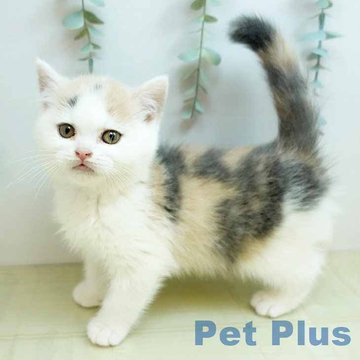 香川県のブリティッシュショートヘアー (ペットプラス 綾川店/2025年10月24日生まれ/女の子/ダイリュートキャリコ)の子猫の2枚目の画像