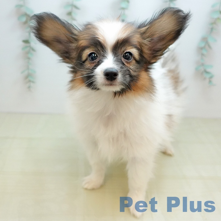 埼玉県のパピヨン (ペットプラス 所沢店/2025年10月13日生まれ/男の子/ホワイトレッド)の子犬の1枚目の画像