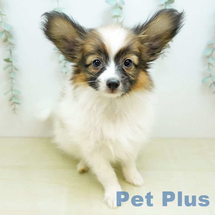 埼玉県のパピヨン (ペットプラス 所沢店/2025年10月13日生まれ/男の子/ホワイトレッド)の子犬の2枚目の画像