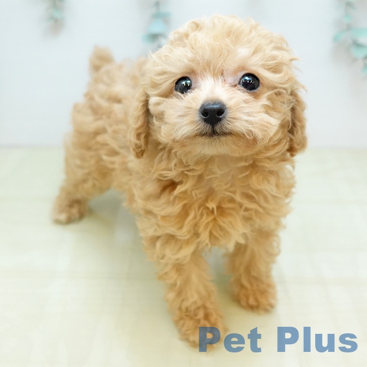 神奈川県のトイプードル(トイ) (ペットプラス テラスモール湘南店/2025年10月20日生まれ/男の子/アプリコット)の子犬の1枚目の画像