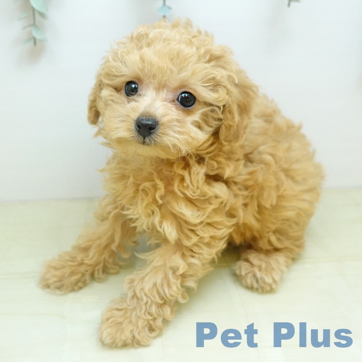 神奈川県のトイプードル(トイ) (ペットプラス テラスモール湘南店/2025年10月20日生まれ/男の子/アプリコット)の子犬の2枚目の画像