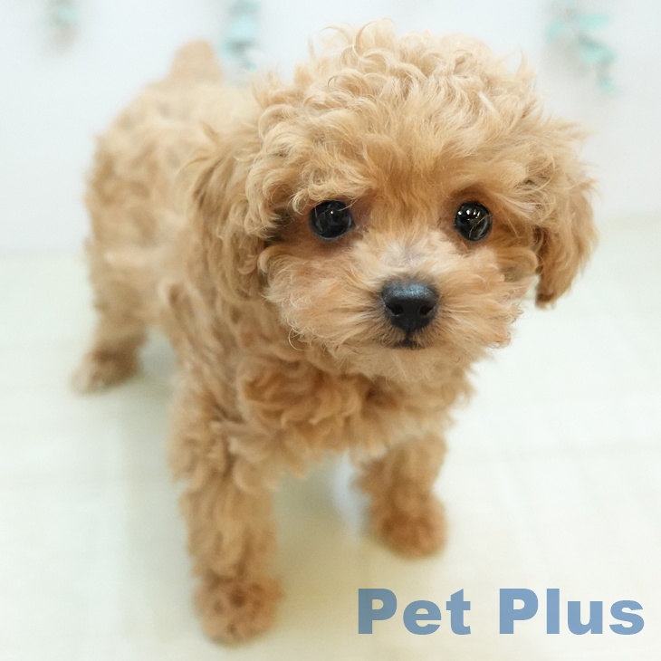 埼玉県のトイプードル(トイ) (ペッツワン 吉川美南店/2025年10月20日生まれ/男の子/レッド)の子犬の1枚目の画像