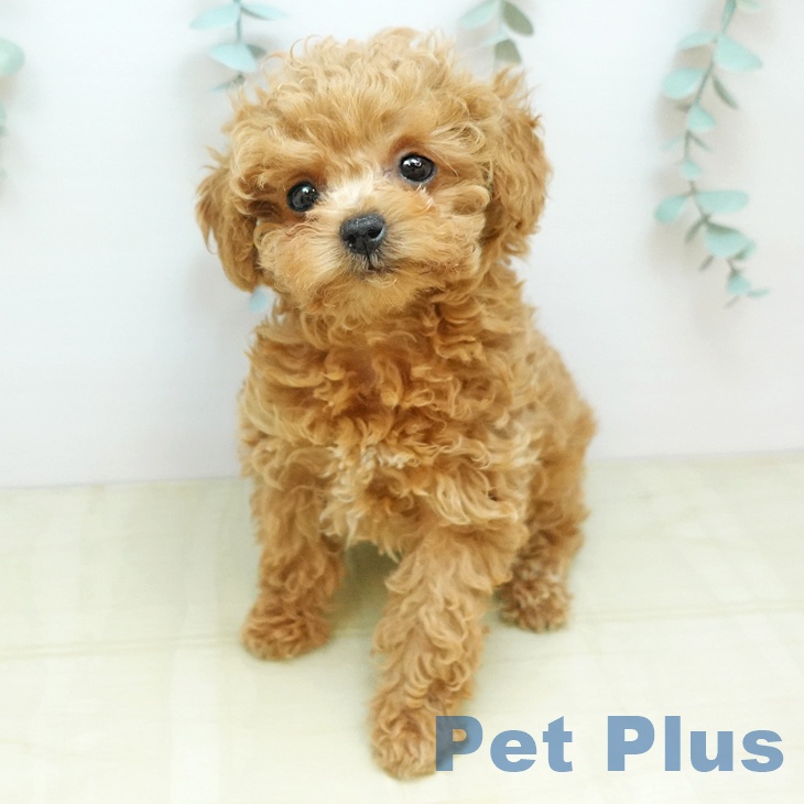 埼玉県のトイプードル(トイ) (ペッツワン 吉川美南店/2025年10月20日生まれ/男の子/レッド)の子犬の2枚目の画像