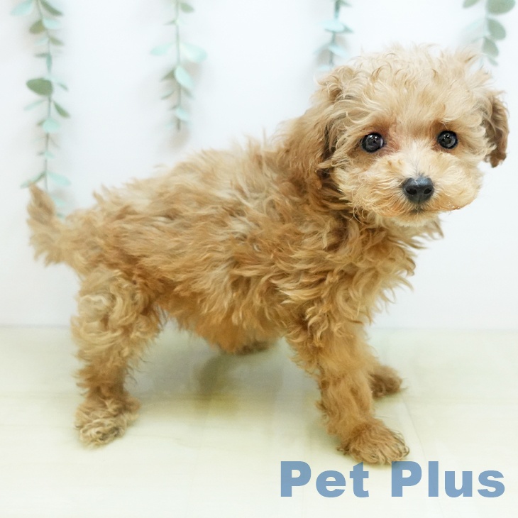 香川県のトイプードル(トイ) (ペットプラス 綾川店/2025年10月23日生まれ/女の子/アプリコット)の子犬の1枚目の画像