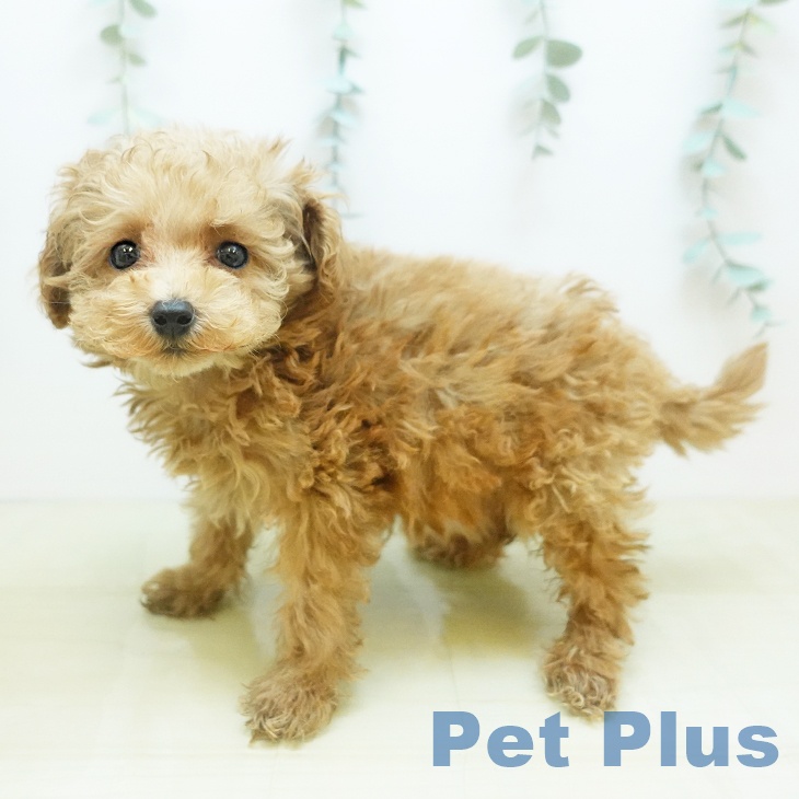 香川県のトイプードル(トイ) (ペットプラス 綾川店/2025年10月23日生まれ/女の子/アプリコット)の子犬の2枚目の画像