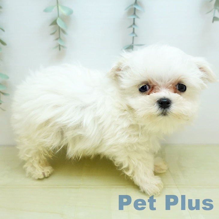 徳島県のマルチーズ (ペットプラス 徳島店/2025年10月28日生まれ/男の子/ホワイト)の子犬の1枚目の画像