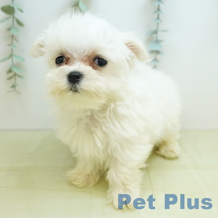 徳島県のマルチーズ (ペットプラス 徳島店/2025年10月28日生まれ/男の子/ホワイト)の子犬の2枚目の画像