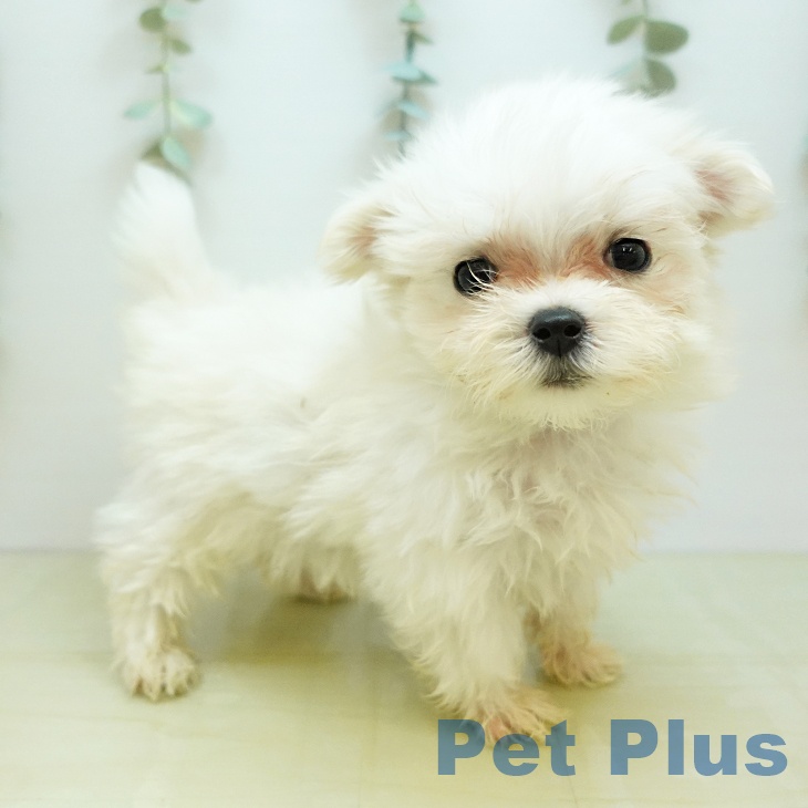 岡山県のマルチーズ (ペッツワン 岡山南店/2025年10月28日生まれ/男の子/ホワイト)の子犬の1枚目の画像
