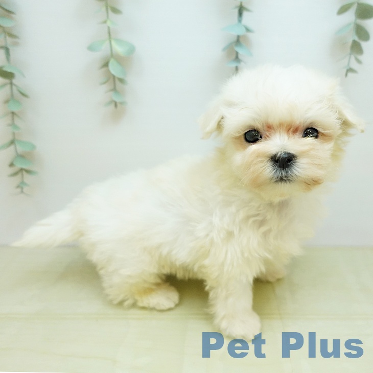 京都府のマルチーズ (ペットプラス 京都桂川店/2025年10月28日生まれ/男の子/ホワイト)の子犬の1枚目の画像