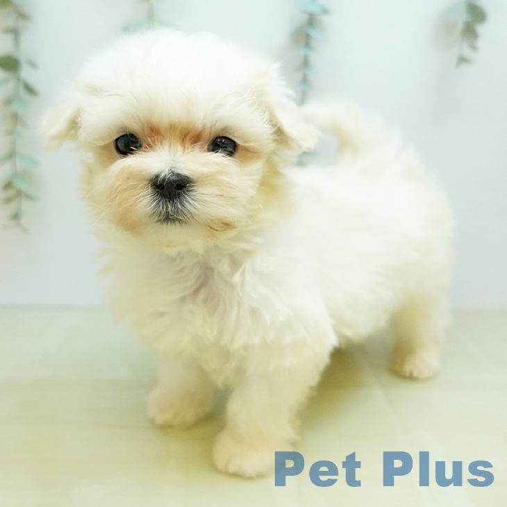 京都府のマルチーズ (ペットプラス 京都桂川店/2025年10月28日生まれ/男の子/ホワイト)の子犬の2枚目の画像