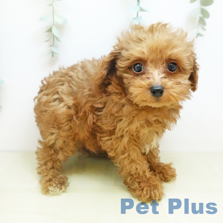 香川県のトイプードル(トイ) (ペットプラス 綾川店/2025年10月24日生まれ/男の子/レッド)の子犬の1枚目の画像
