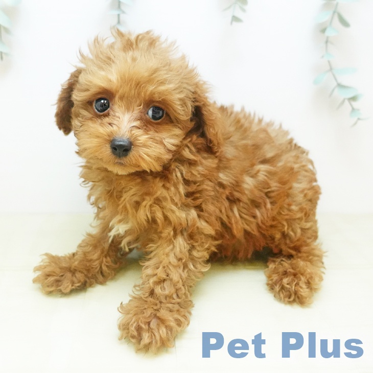 香川県のトイプードル(トイ) (ペットプラス 綾川店/2025年10月24日生まれ/男の子/レッド)の子犬の2枚目の画像