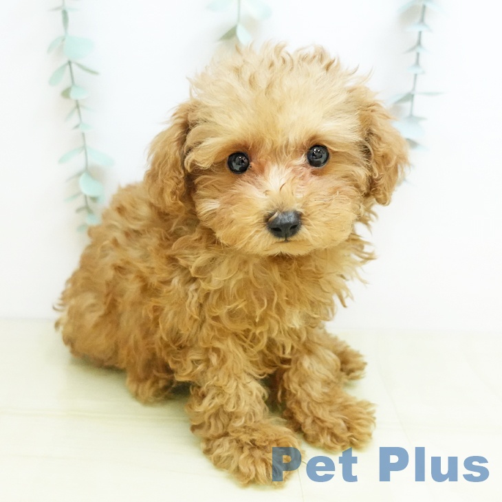 愛媛県のトイプードル(トイ) (ペットプラス 新居浜店/2025年10月24日生まれ/男の子/レッド)の子犬の1枚目の画像