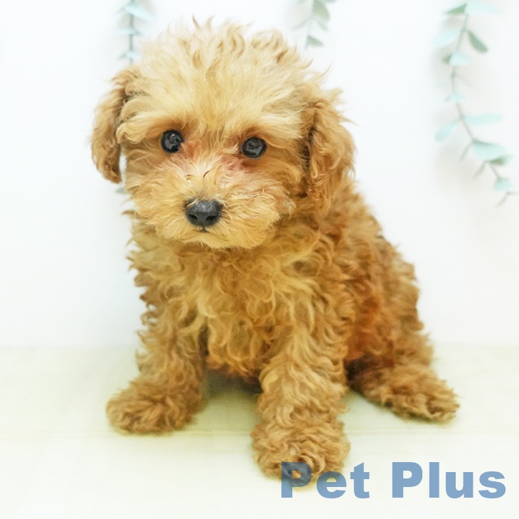 愛媛県のトイプードル(トイ) (ペットプラス 新居浜店/2025年10月24日生まれ/男の子/レッド)の子犬の2枚目の画像