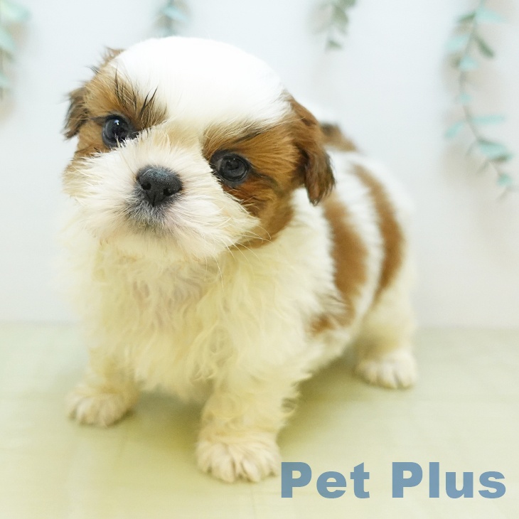 鳥取県のシーズー (ペッツワン 日吉津店/2025年10月25日生まれ/男の子/ホワイトゴールド)の子犬