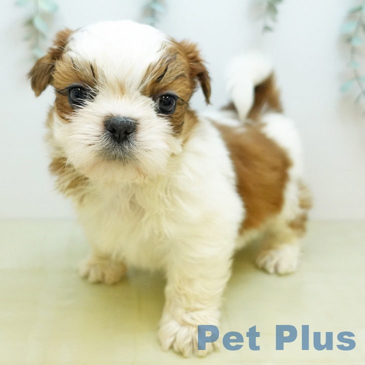 岡山県のシーズー (ペットプラス 岡山店/2025年10月25日生まれ/男の子/ホワイトゴールド)の子犬の1枚目の画像