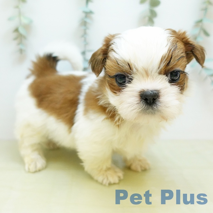 岡山県のシーズー (ペットプラス 岡山店/2025年10月25日生まれ/男の子/ホワイトゴールド)の子犬の2枚目の画像