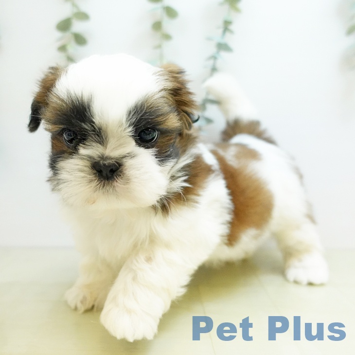 愛媛県のシーズー (ペットプラス 新居浜店/2025年10月25日生まれ/男の子/ホワイトゴールド)の子犬の1枚目の画像