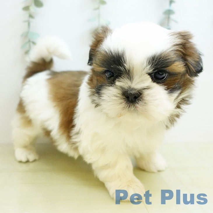 愛媛県のシーズー (ペットプラス 新居浜店/2025年10月25日生まれ/男の子/ホワイトゴールド)の子犬の2枚目の画像
