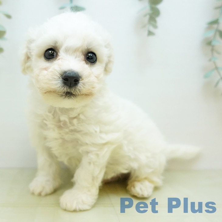 岡山県のビションフリーゼ (ペットプラス 岡山店/2025年10月26日生まれ/男の子/ホワイト)の子犬の1枚目の画像