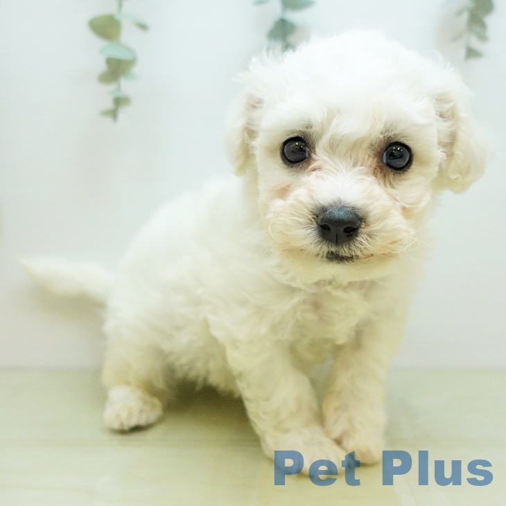 岡山県のビションフリーゼ (ペットプラス 岡山店/2025年10月26日生まれ/男の子/ホワイト)の子犬の2枚目の画像