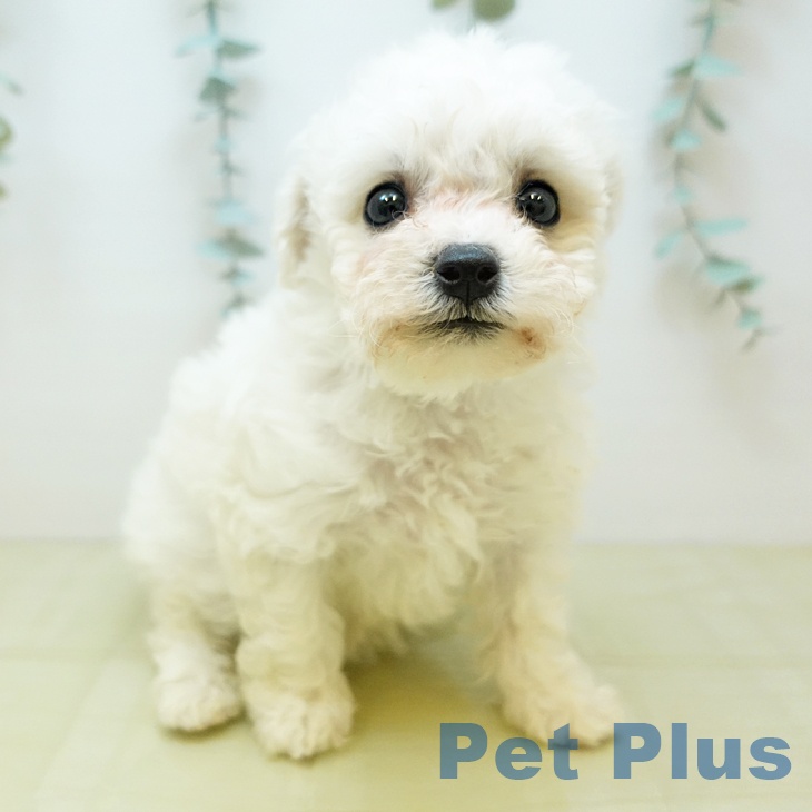 香川県のビションフリーゼ (ペットプラス 綾川店/2025年10月26日生まれ/女の子/ホワイト)の子犬の1枚目の画像