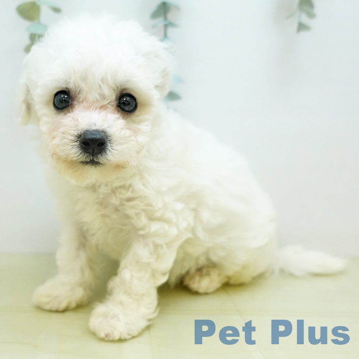 香川県のビションフリーゼ (ペットプラス 綾川店/2025年10月26日生まれ/女の子/ホワイト)の子犬の2枚目の画像