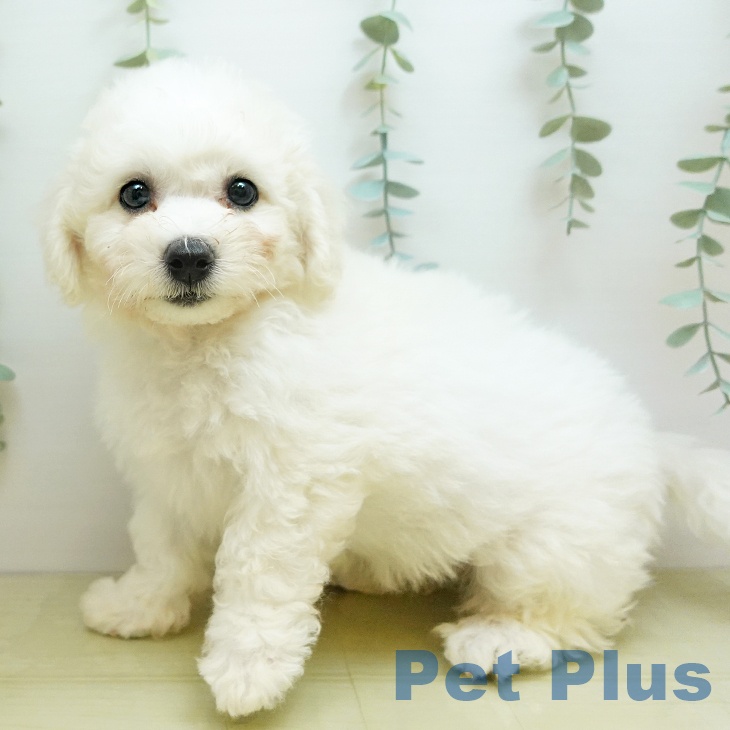 徳島県のビションフリーゼ (ペットプラス 徳島店/2025年10月26日生まれ/男の子/ホワイト)の子犬の1枚目の画像