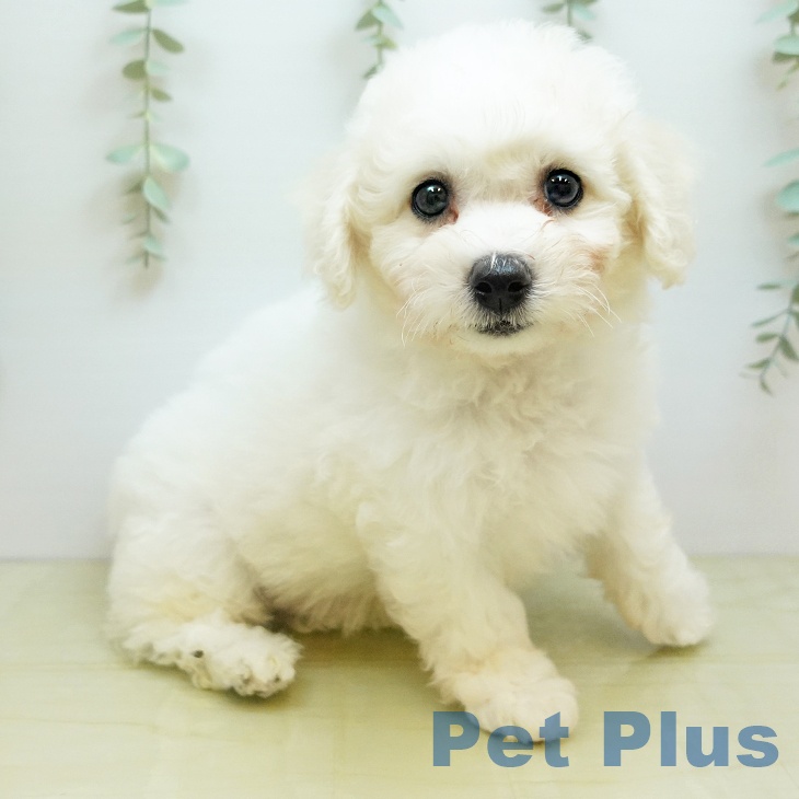 徳島県のビションフリーゼ (ペットプラス 徳島店/2025年10月26日生まれ/男の子/ホワイト)の子犬の2枚目の画像