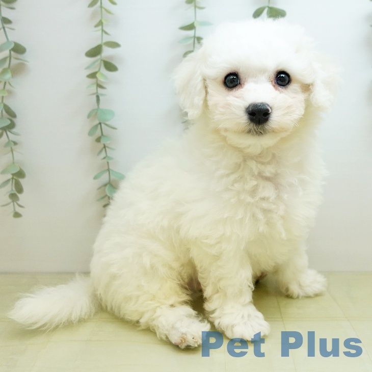 鳥取県のビションフリーゼ (ペッツワン 日吉津店/2025年10月26日生まれ/男の子/ホワイト)の子犬の1枚目の画像