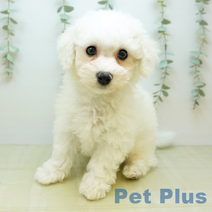 鳥取県のビションフリーゼ (ペッツワン 日吉津店/2025年10月26日生まれ/男の子/ホワイト)の子犬の2枚目の画像