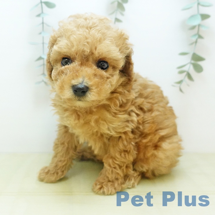 岡山県のトイプードル(トイ) (ペッツワン 岡山南店/2025年10月29日生まれ/男の子/アプリコット)の子犬の1枚目の画像