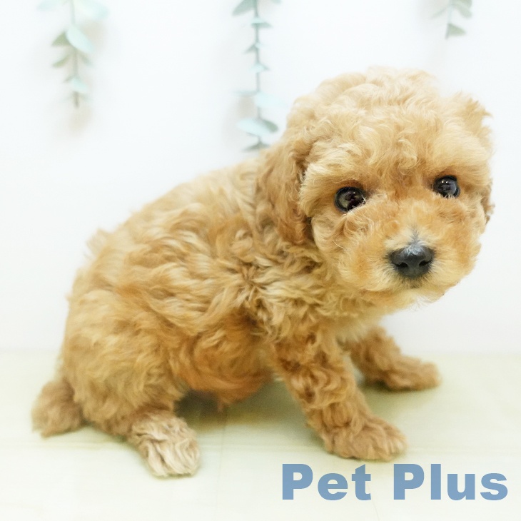 岡山県のトイプードル(トイ) (ペッツワン 岡山南店/2025年10月29日生まれ/男の子/アプリコット)の子犬の2枚目の画像