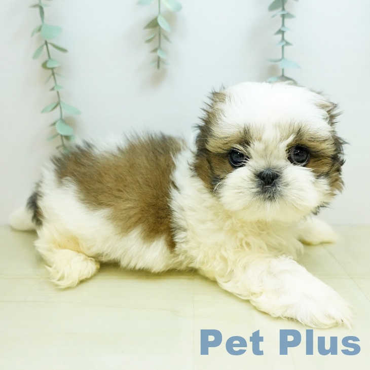 香川県のシーズー (ペットプラス 綾川店/2025年10月29日生まれ/男の子/ゴールドホワイト)の子犬の1枚目の画像
