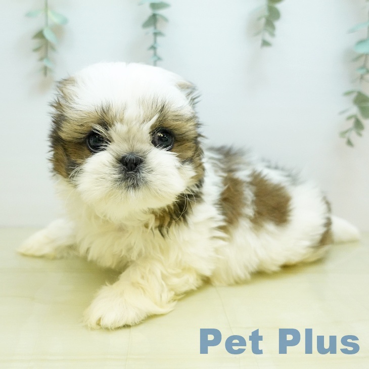 香川県のシーズー (ペットプラス 綾川店/2025年10月29日生まれ/男の子/ゴールドホワイト)の子犬の2枚目の画像
