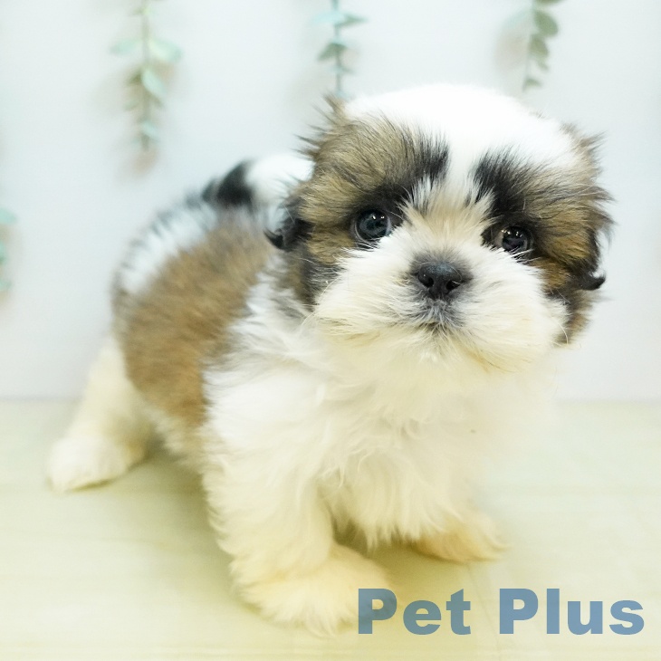 香川県のシーズー (ペットプラス 高松店/2025年10月29日生まれ/男の子/ゴールドホワイト)の子犬の1枚目の画像
