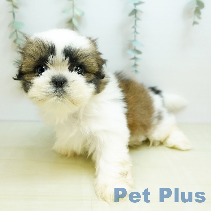 香川県のシーズー (ペットプラス 高松店/2025年10月29日生まれ/男の子/ゴールドホワイト)の子犬の2枚目の画像