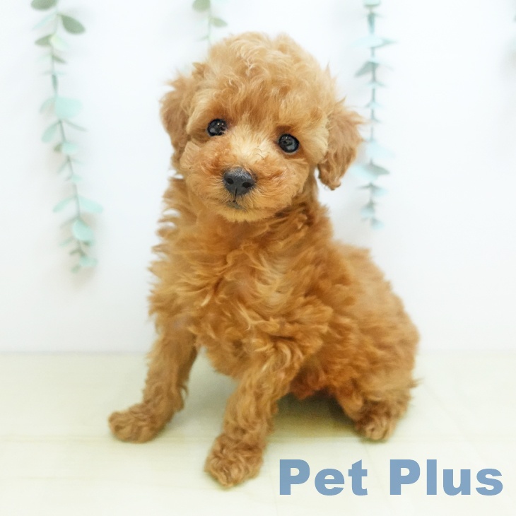 岡山県のトイプードル(トイ) (ペットプラス 岡山店/2025年10月25日生まれ/男の子/レッド)の子犬の1枚目の画像