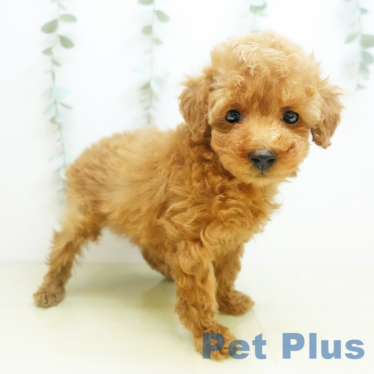 岡山県のトイプードル(トイ) (ペットプラス 岡山店/2025年10月25日生まれ/男の子/レッド)の子犬の2枚目の画像