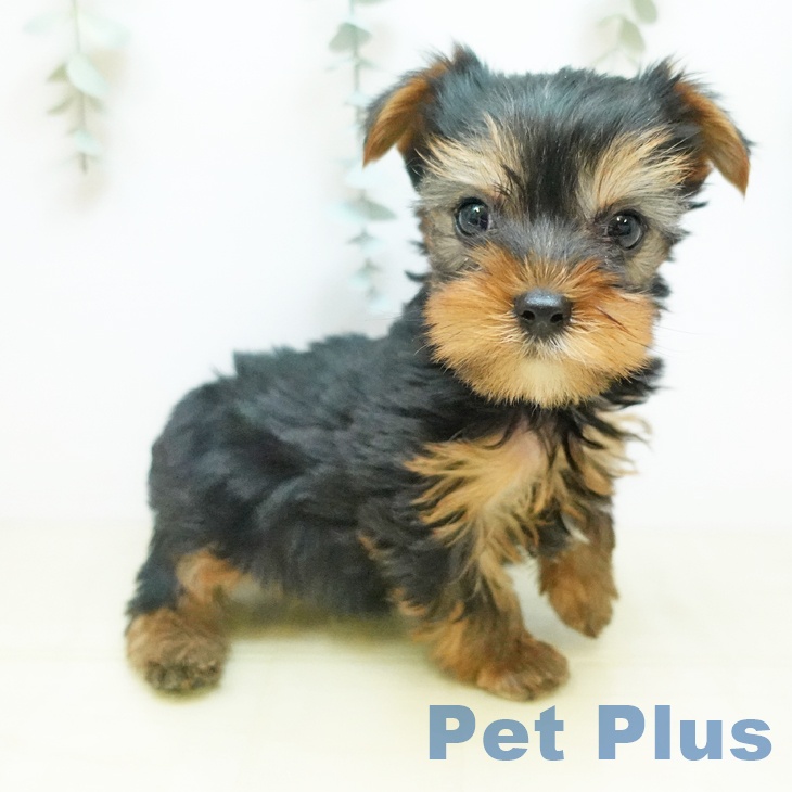 徳島県のヨークシャーテリア (ペットプラス 徳島店/2025年10月29日生まれ/男の子/スチールブルータン)の子犬の1枚目の画像